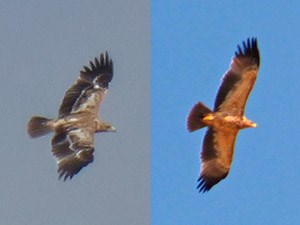 Juvenile Spanish-Imperial Eagle - Aquila adalberti © John Muddeman